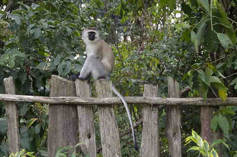 53 - Mono Verde - Gisakura Guest House - parque nacional de Nyungwe - Ruanda